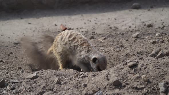 Meerkat Family Member