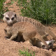 Playing Meerkat - VideoHive Item for Sale
