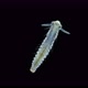 Late-stage worm larva Nektoheta under a microscope, family Spionidae - VideoHive Item for Sale