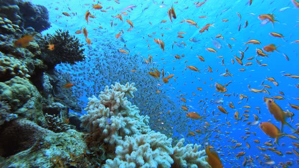 Marine Life Coral Garden Glassfish