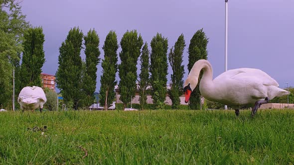Two swans eat grass. Low angle pov