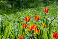 Tulips in the park - PhotoDune Item for Sale