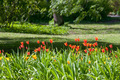 Tulips in the park - PhotoDune Item for Sale