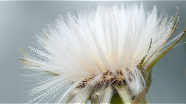 Dandelion. alt