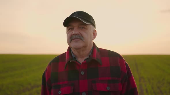 A Farmer Businessman Walks Through His Field of Cereal or Soybean Fields and Inspects the Property