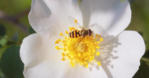 Hoverflies Flower Flies or Syrphid Flies Insect Family Syrphidae