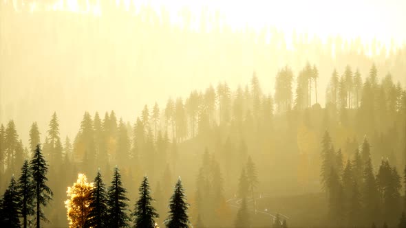 Sunlight in Spruce Forest in the Fog on the Background of Mountains at Sunset