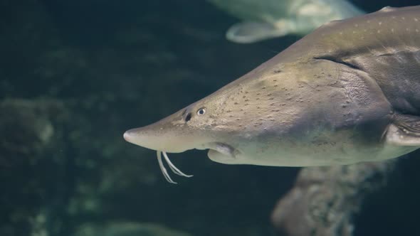 Sturgeon Fish Swimming Underwater in Oceanarium. Sterlet Fish in Aquarium Water