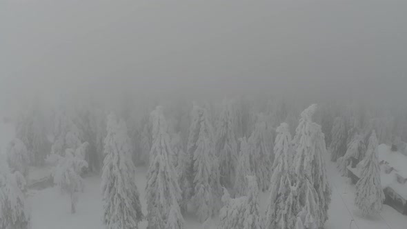 Foggy Weather in a Forest Full of Snow