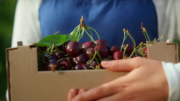 Farmer Hands Holding Box with Fresh Orchard Cherry at Sunny Modern Plantation