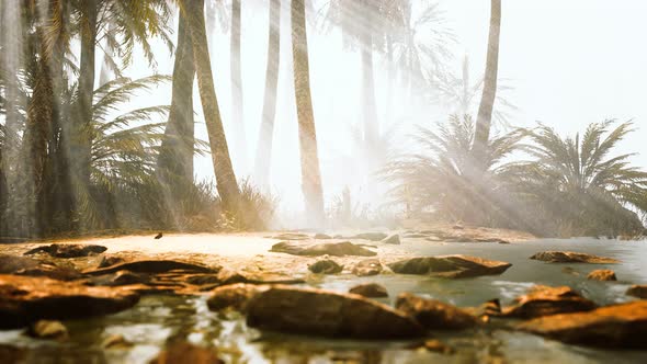 Coconut Palms in Deep Morning Fog