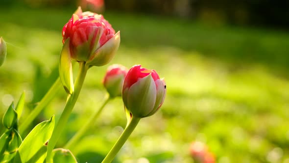 Tulips flowers.Red tulips close-up in green spring garden.