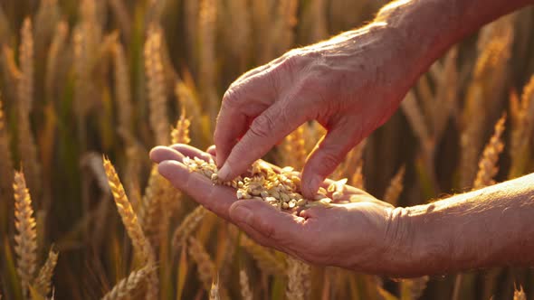 Farmer's hands with grains in yellow field