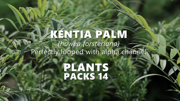 KENTIA PALM (howea forsteriana) Looped plants alt