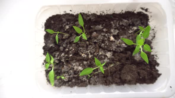 Seedling Red Pepper in a Container Growing Green Sprouts for the Planting Season Preparing for