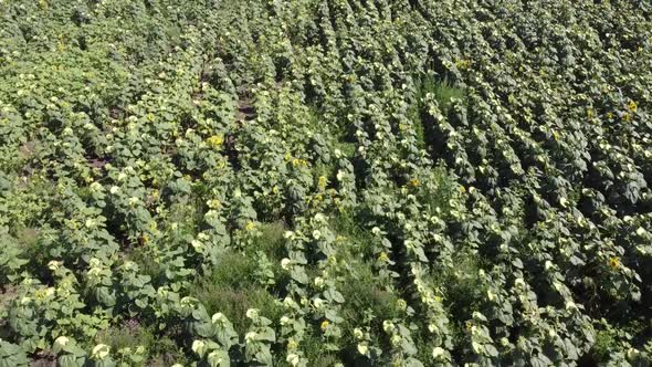 Over Sunflower Field, Aerial 