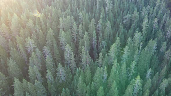 green forest, pine trees, drone is flying on the trees, deep forest and wild life