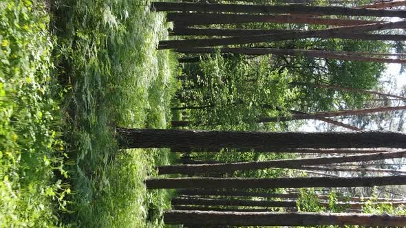 Vertical Video Aerial View Inside a Green Forest with Trees in Summer