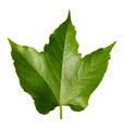 Isolated leaf - PhotoDune Item for Sale