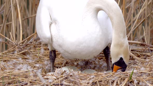 Swan mother wire her eggs in the hatchery