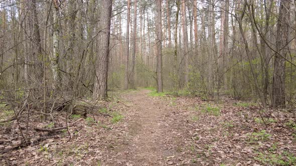 Aerial View of the Road Inside the Forest