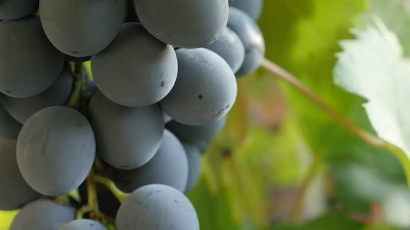 Deep purple color organic Moldova vine grapes slow tilt 4K 2160p 30fps  UltraHD footage - Tasty juic