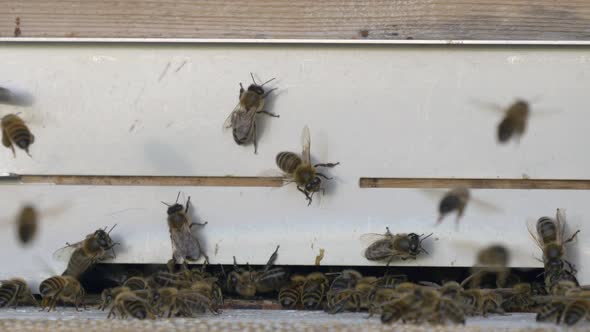 Close up shot of many bees flying into apiary or honeycomb outdoors in Wilderness