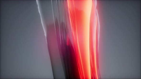 Selected Muscle Anatomy Map alt