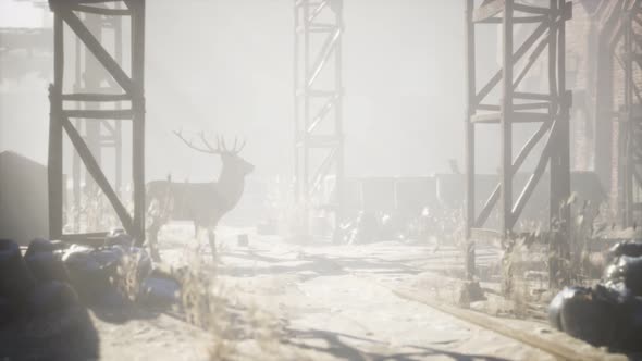 Wild Deer Rooming Around the Streets in Abandoned City