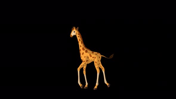 Little baby giraffe walks back and forth alpha matte long shot 4K