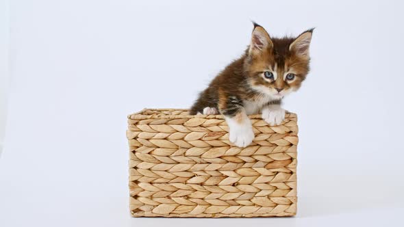 Striped Grey Kitten Playing in a Basket on a White Background