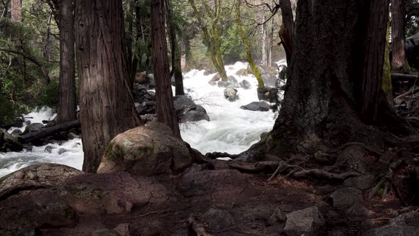Flowing river whitewater rapids in Yosemite California between trees, Dolly in reveal shot