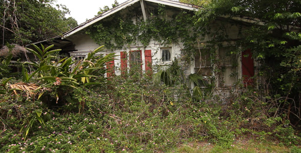Condemned House Overgrown With Plants