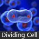 Dividing Cell - VideoHive Item for Sale