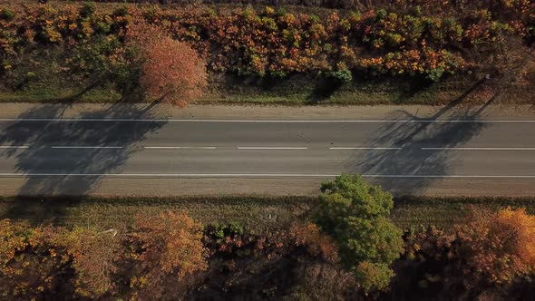 Drone's Eye Autumn Road: Aerial Top Down View of Lane Between Foliage Tree