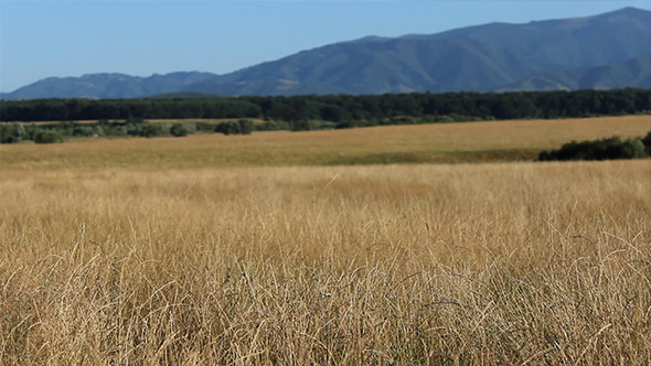 Dry Grass Wild Lands