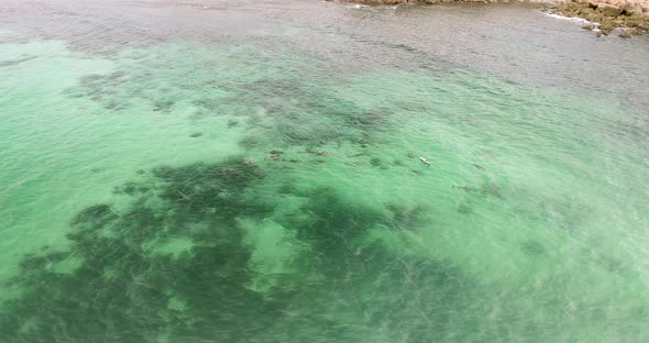 Dolphins Playing in the water near a rocky beach in South Australia