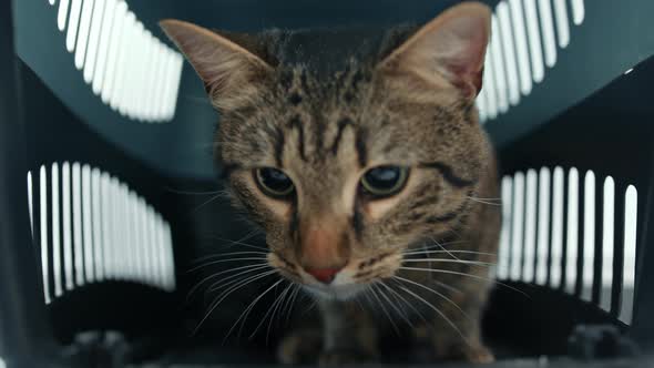 Close-up of domestic cat in a pet carrier bag.