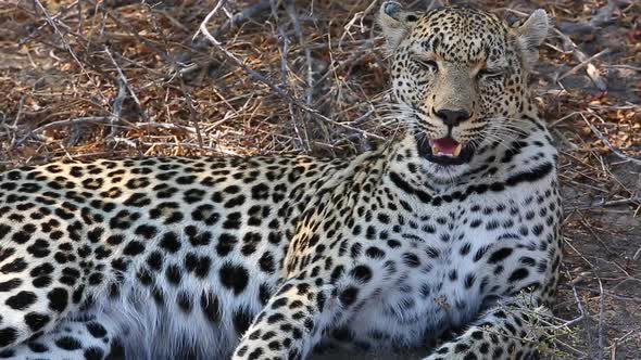 Close-Up of a Stunning Female Leopard Panting