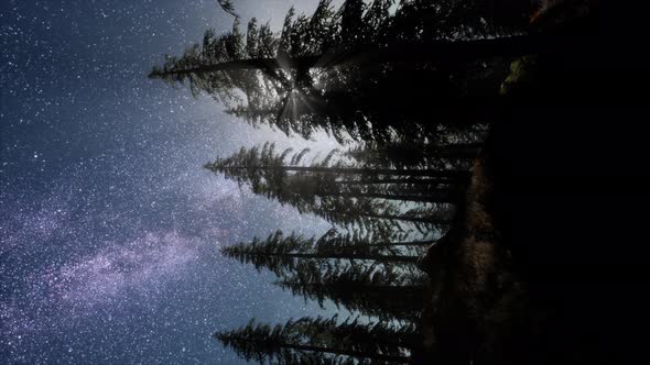 Milky Way Galaxy Over Forest