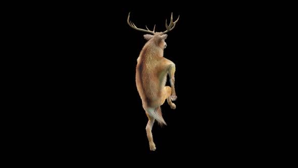 35 Deer Dancing HD