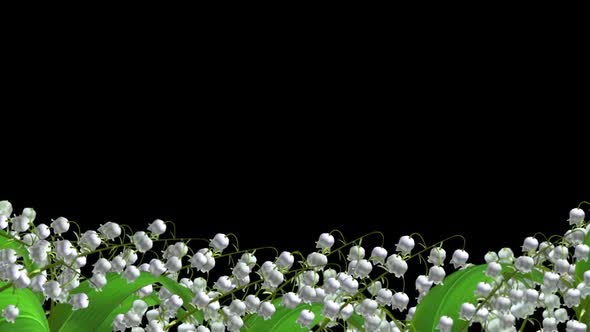 Lily Of The Valley - Blooming Flowers - Lower Third Loop - Alpha Channel alt