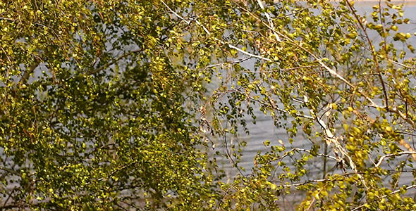 Birch Tree Leaves On The Wind And River
