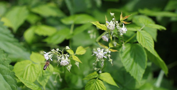 Bee On A Blossom Rapsberry Flower