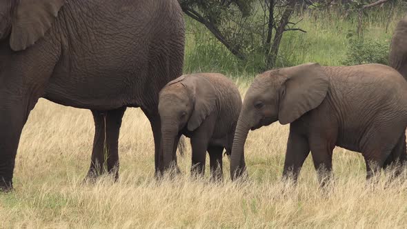 Mother and Baby Elephants in Savannah