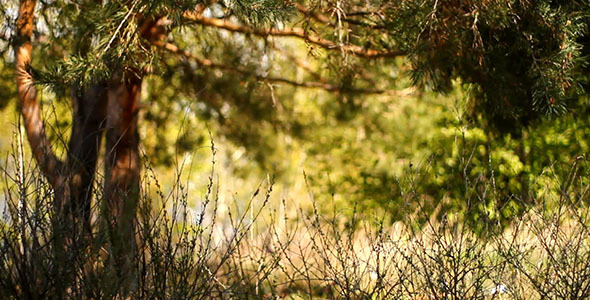 Dry Stalks In Pine Woods