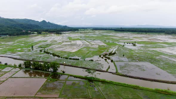 Drone flying over irrigated rice fields of Kebumen district in Indonesia. Aerial forward
