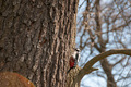Woodpecker on a tree - PhotoDune Item for Sale