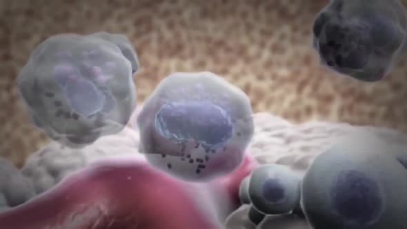 3d animation of a white blood cell neutrophil