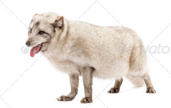 e fox, polar fox or snow fox, standing, panting, isolated on white